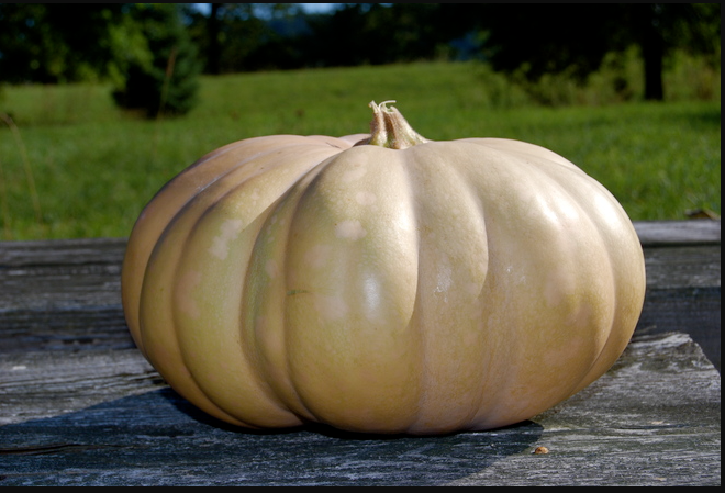 pumpkin1.png