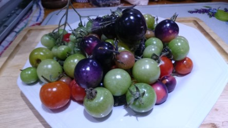 Tomatoes Harvest various varieties.jpg