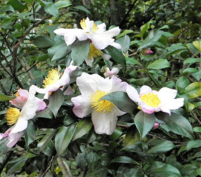 Camellia-sinensis.jpg