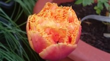 Fringed Orange Parrot Tulip.jpg