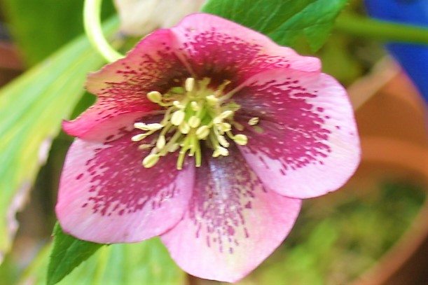 Pink Hellebore 1.JPG