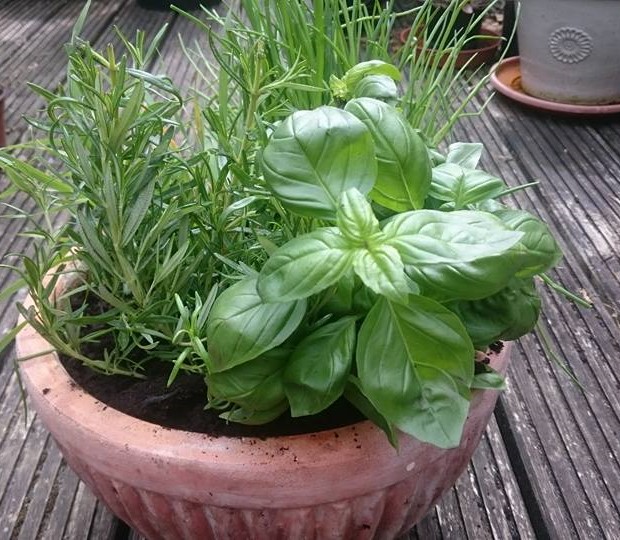 Basil and Rosemary in the Cat Herb Garden Edited.jpg