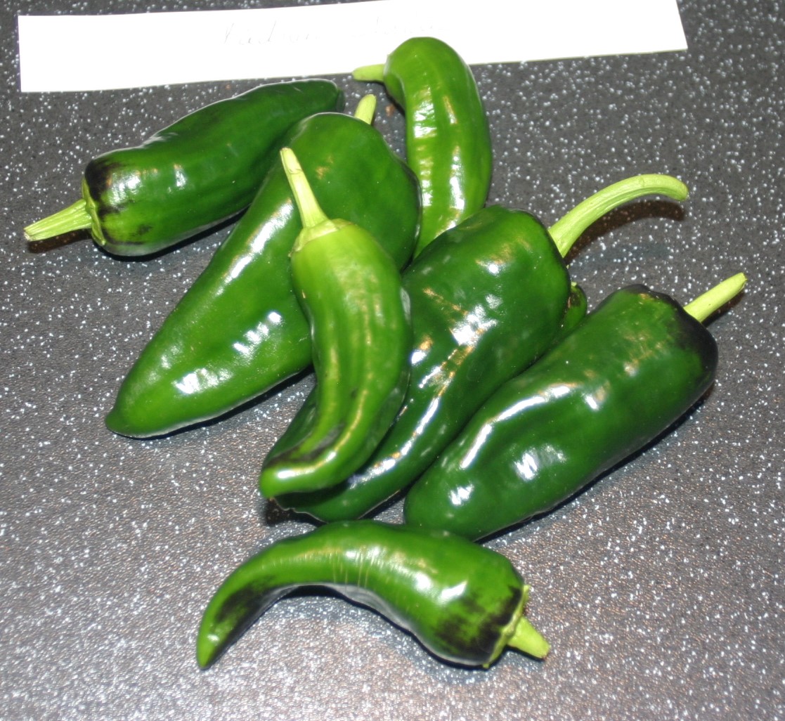 Ancho Chilli Pepper (Harvest 2017) lamaisondecordelia