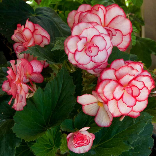 Begonia_AmeriHybrid_Picotee_White_Red_Bloom_24032 Optimized.jpg