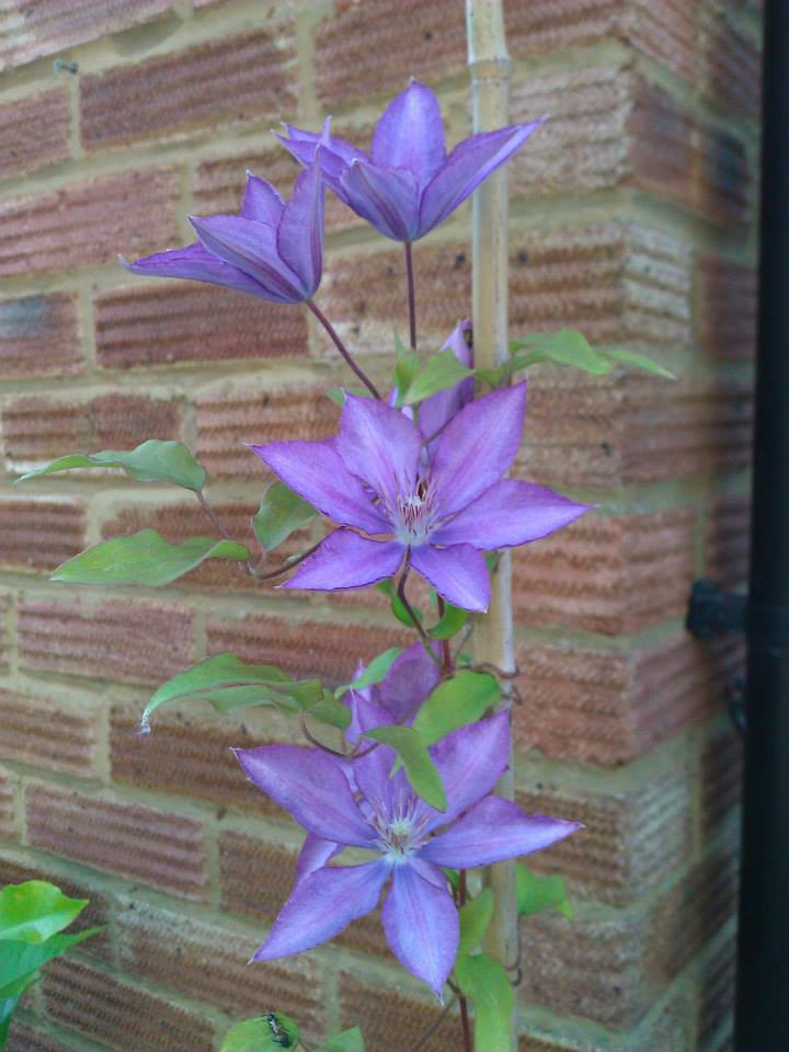 Clematis Dorothy Walton in full bloom.jpg