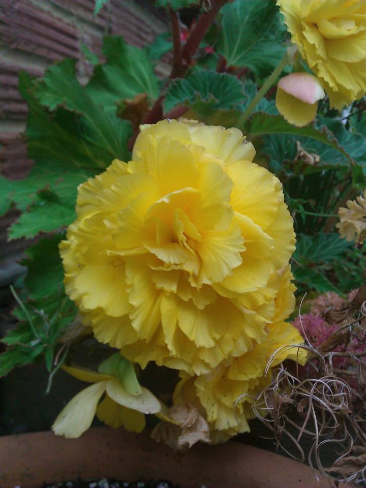 Another of our Begonia.jpg