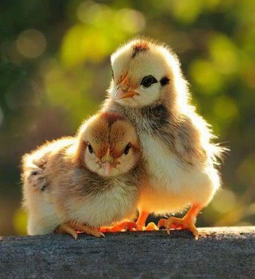 a.baa-Very-cute-chicken-photo.jpg