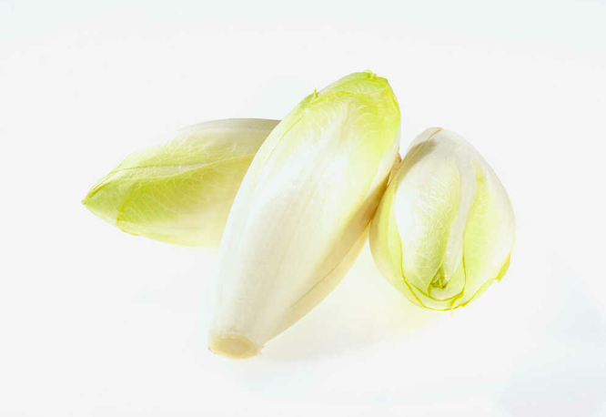 chicory.png