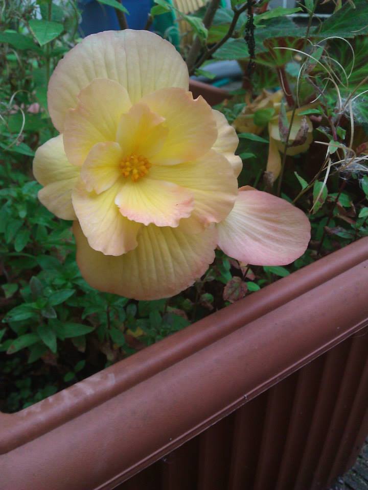 One more Begonia flower.jpg