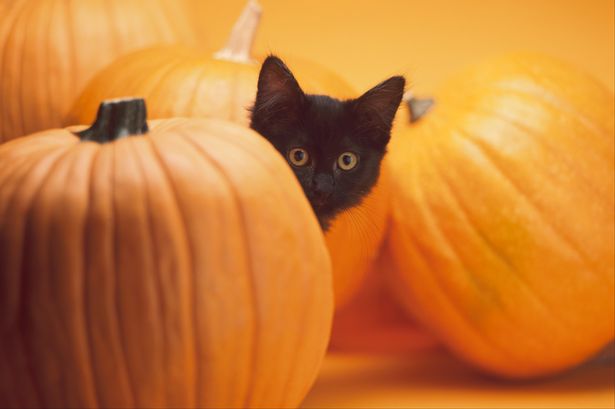 Black-cat-among-pumpkins.jpg