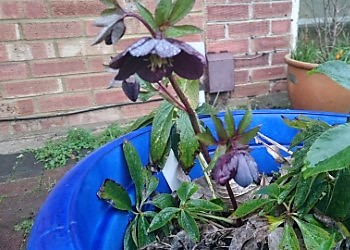 Black Hellebores.jpg