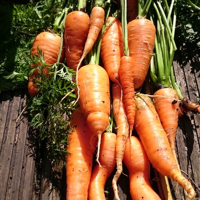 Growing Vegetables