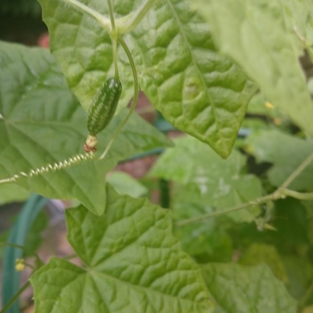 Growing the Unusual for Our Climate