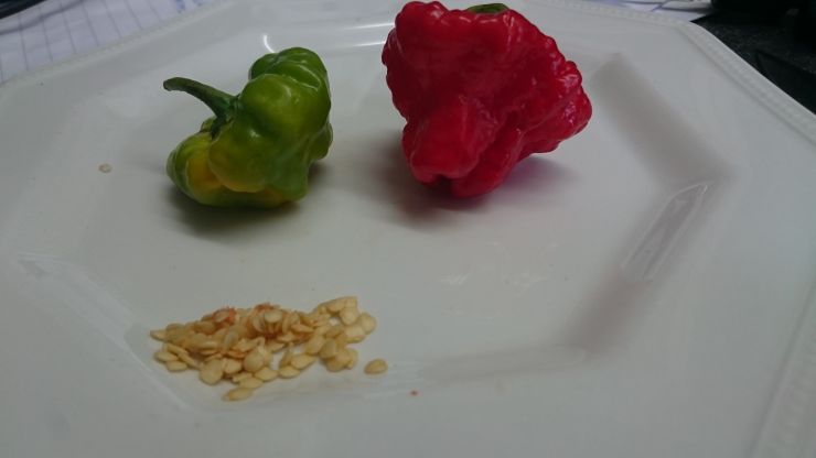 Scotch Bonnet Chilli.JPG