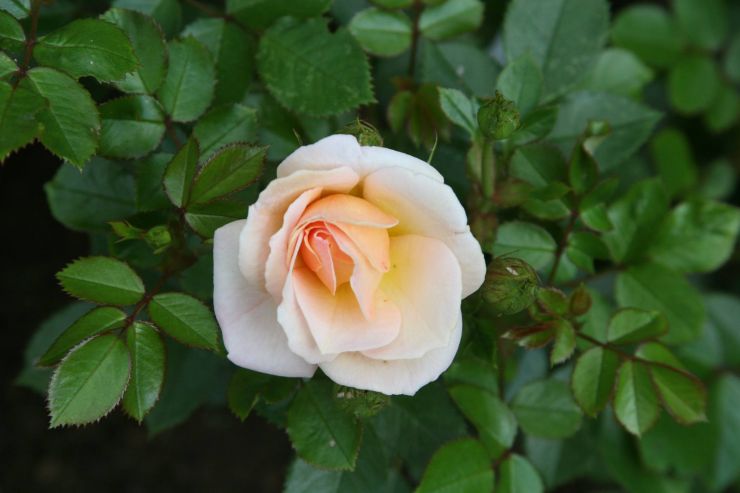 High Sheriff Rose flower.jpg