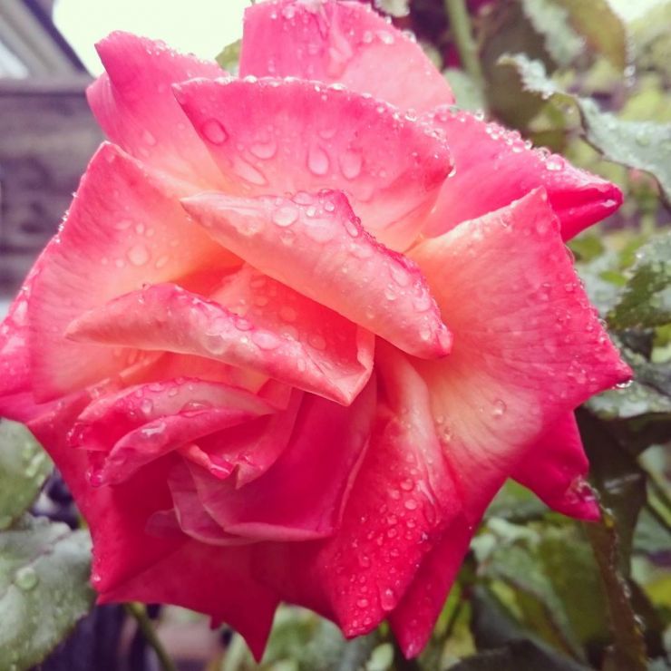 Raindrop on Roses.jpg