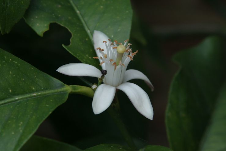 Lemon Tree Flower 2019.JPG