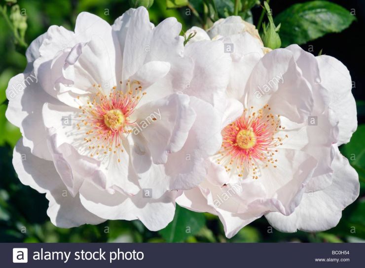 Roses Jacqueline Du Pré.jpg