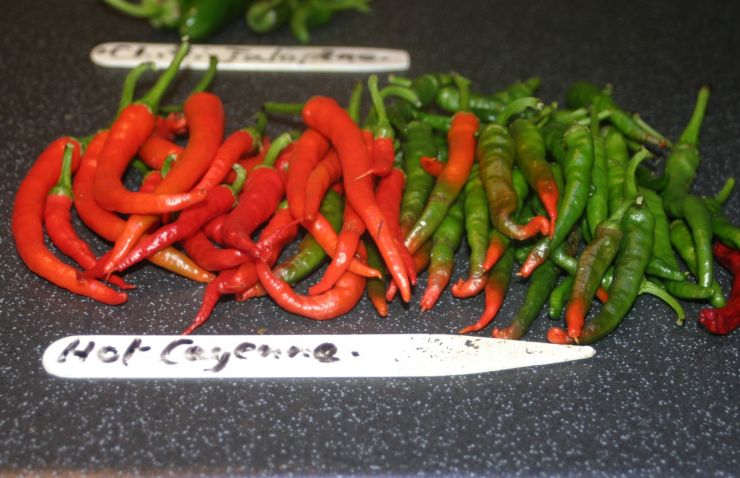 Hot Cayenne Peppers 2017 Edited.JPG