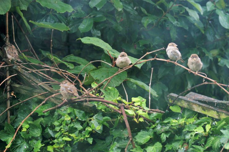 Fluffy baby sparrows on a twig.JPG