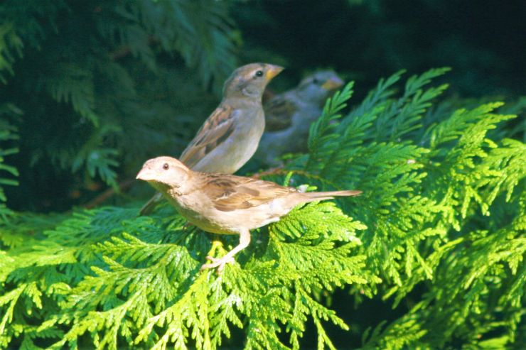 Three Sparroes on the tree.JPG