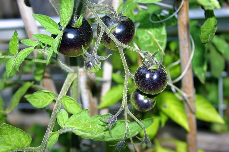 Black Tomatoes Growing.JPG