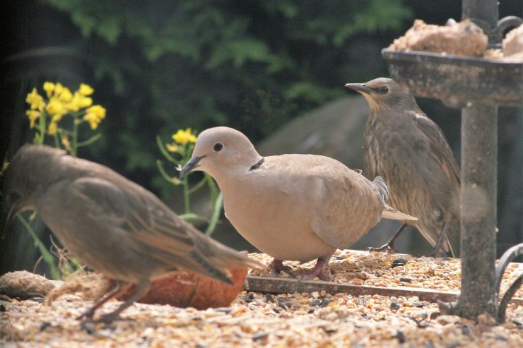 Collared dove and starlings.JPG