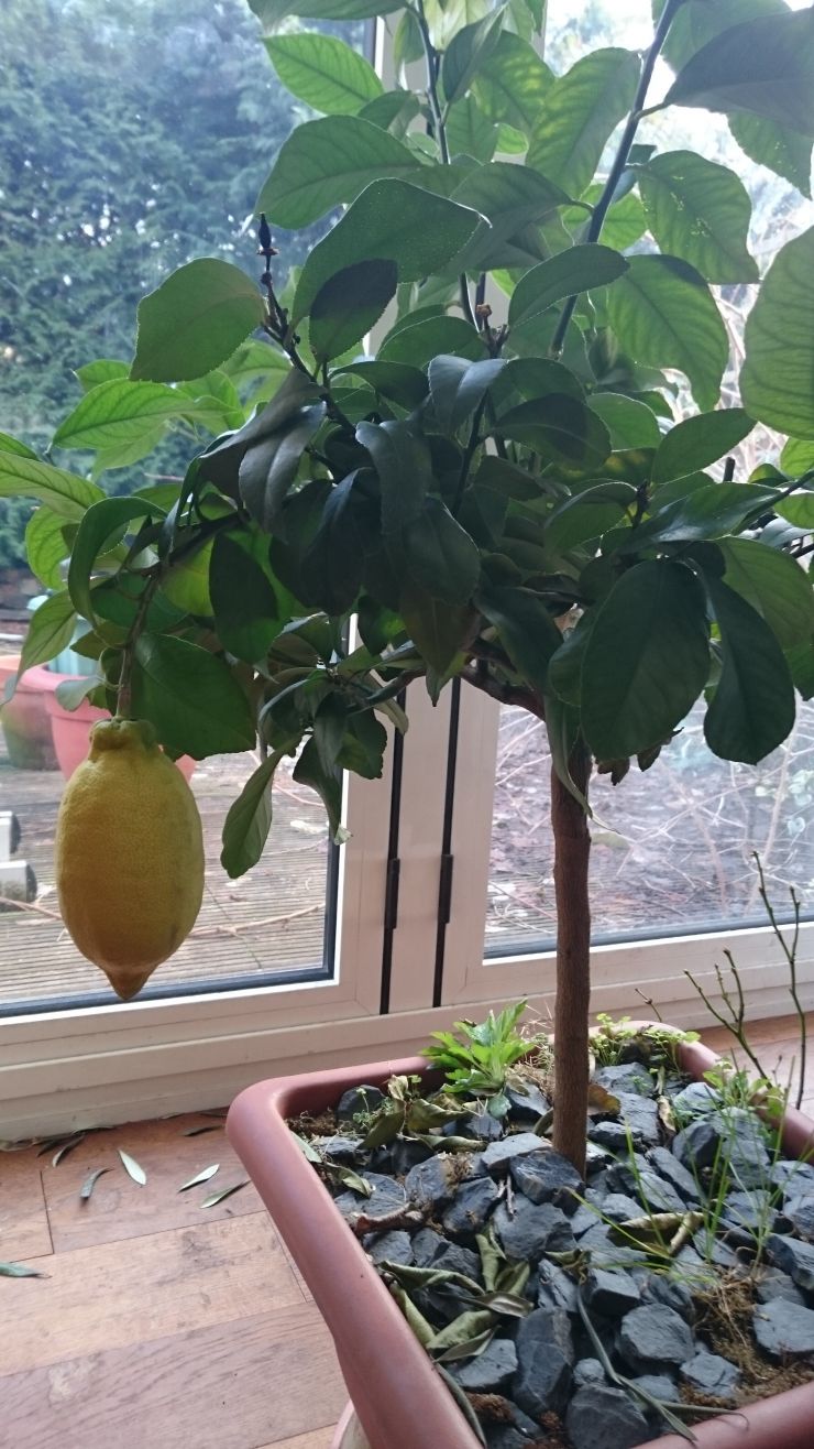 Lemon Tree in the house.JPG
