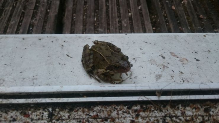 Prince Charming Frog.jpg