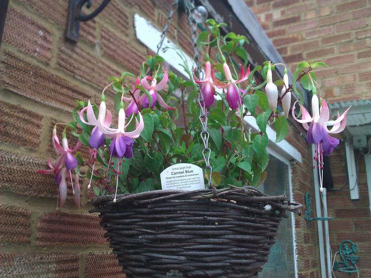 Carmel Blue Fuschia in their Basket.jpg