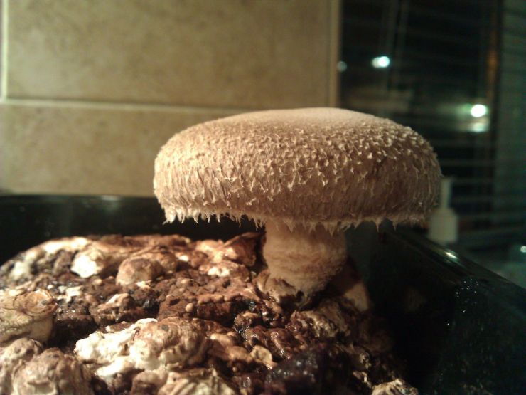 The Mushroom that grew up massive.jpg
