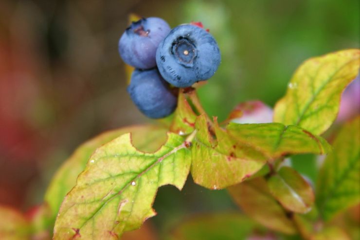 Blueberries Ripe 2019.JPG