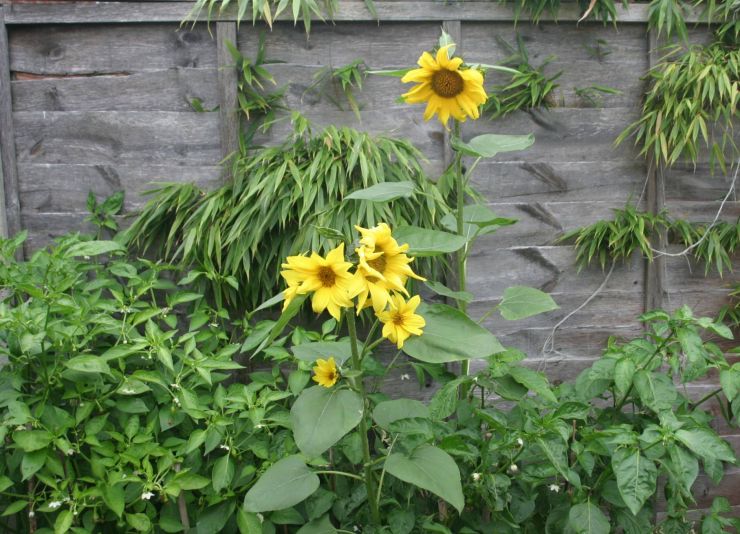 Our Stray Sunflowers.jpg