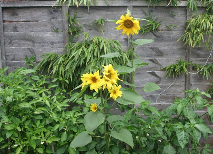 Our Stray Sunflowers.jpg