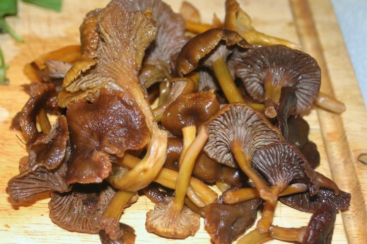 Chanterelle Mushrooms 1.jpg