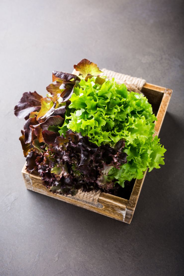 head-of-fresh-organic-lettuce-salad-2021-08-26-18-35-55-utc.jpg