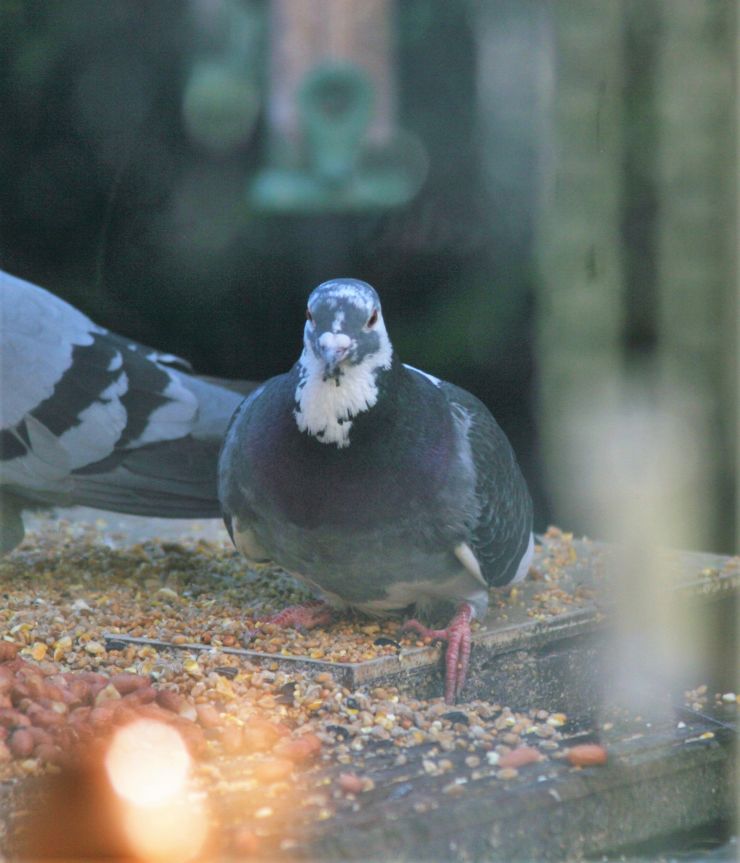 My Friend the Rock Dove.JPG