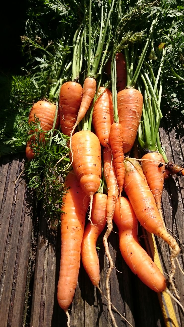 Carrot Bunch.JPG