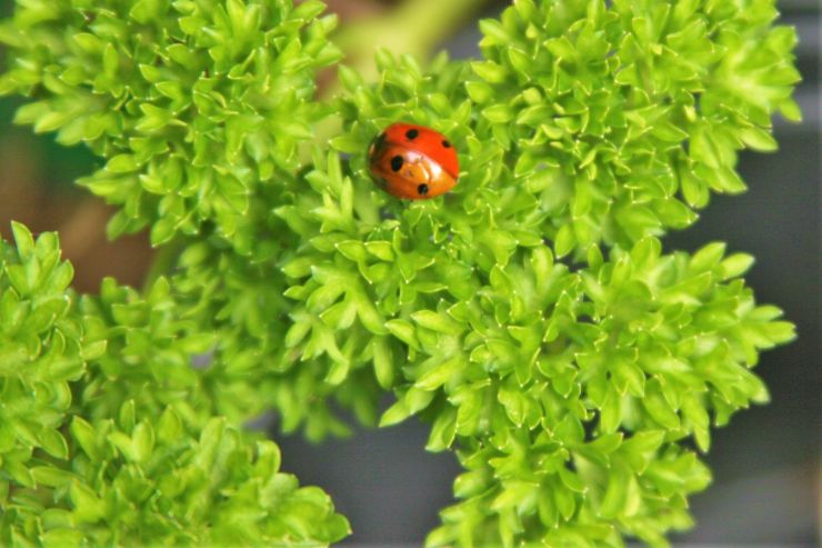 Ladybird on curly parsley.JPG