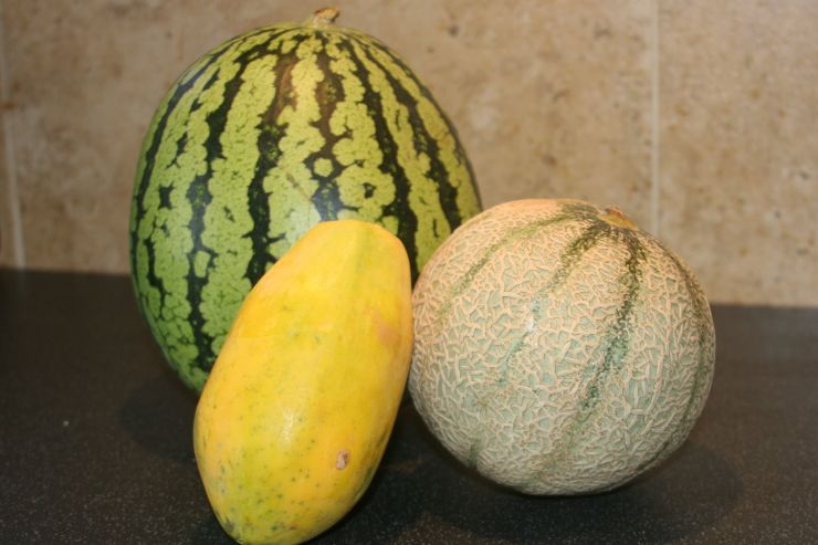 Melon Family.JPG