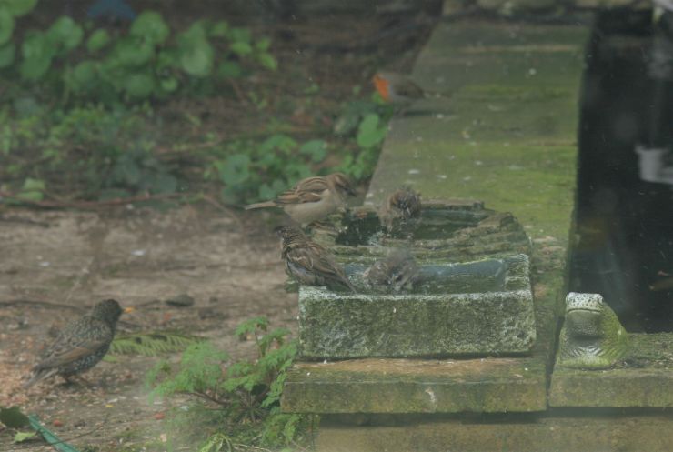 Birds Bath Time  2.JPG