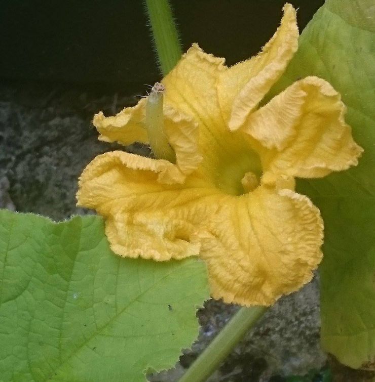 Courgette Flower in full gear.jpg