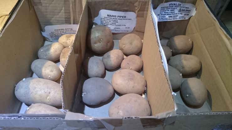 Variety of Potatoes.JPG