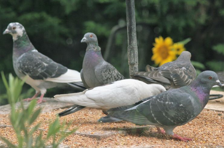 Our rock doves.JPG