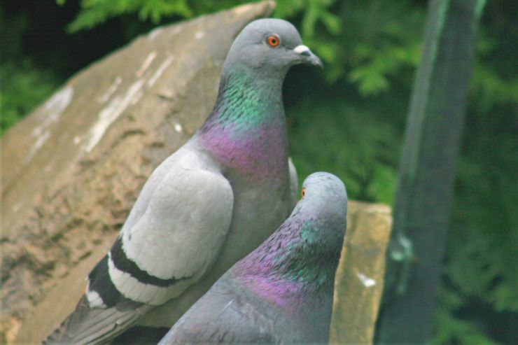 Two Common Pigeons.JPG