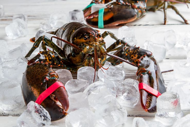 raw-lobsters-with-tied-claws-2021-08-30-08-27-37-utc.jpg