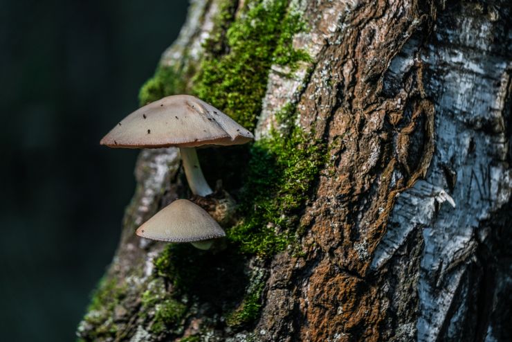 mushrooms-growing-on-a-tree-2021-08-30-01-00-33-utc.jpg
