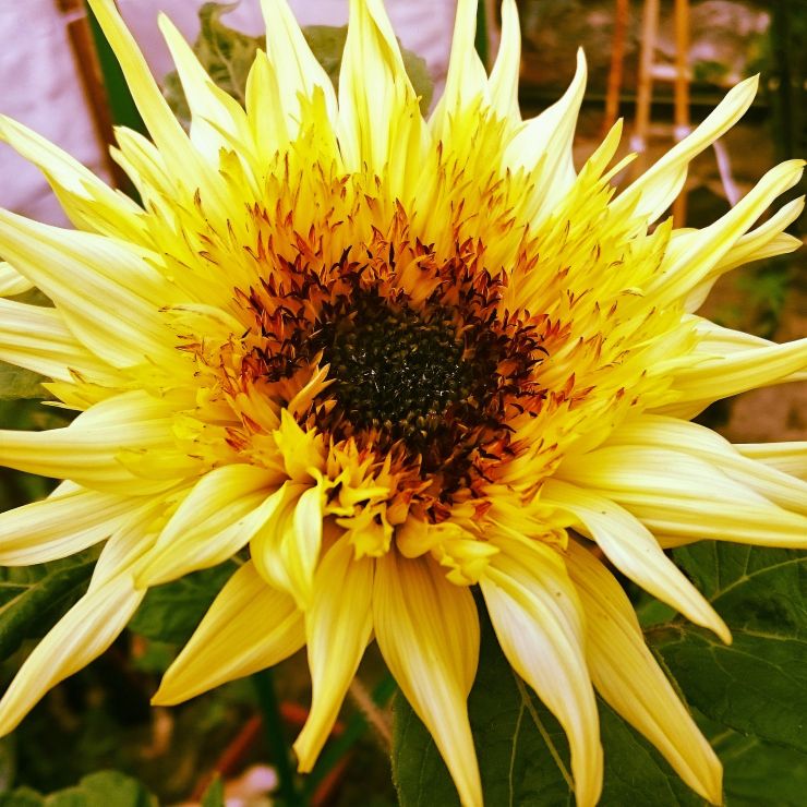 NHS Sunflower.jpg