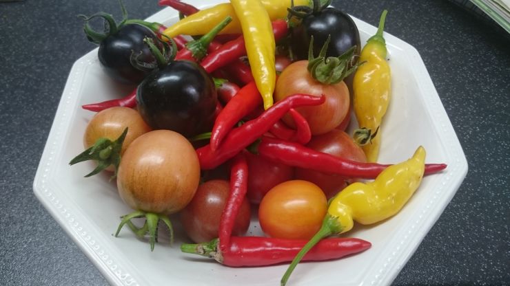 Chillies and Tomatoes.JPG