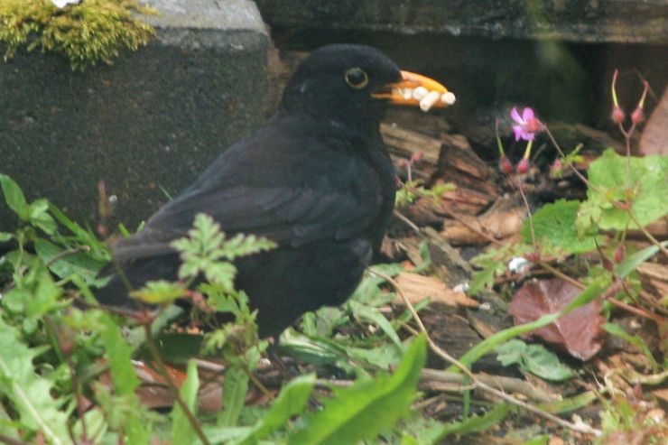 Black Bird feeding 2.JPG